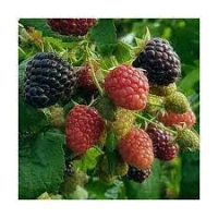 Avietė (Rubus)  'Heban' ('Black Polka')